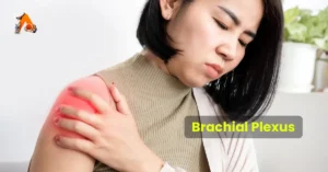 Brachial Plexus